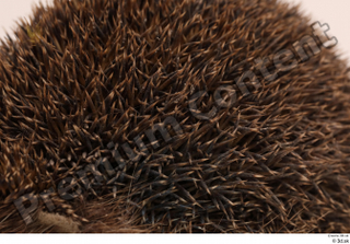 Hedgehog - Erinaceus europaeus  3 body thistle whole body…